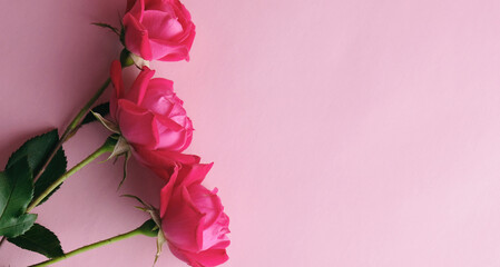 Valentines day banner with pink roses for romantic holiday.