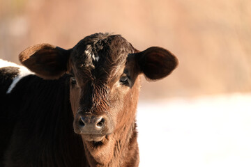 Beef calf looking cute on farm with winter snow blurred background.