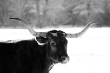 Texas longhorn cow portrait in winter snow on farm.