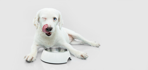 Hungry puppy dog eating food in a white bowl. Isolated on gray background
