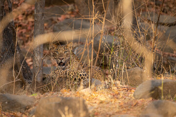 Indian leopard in the nature habitat. Leopard resting on the rock. Wildlife scene with danger animal. Hot summer in Rajasthan, India. Cold rocks with beautiful indian leopard, Panthera pardus fusca