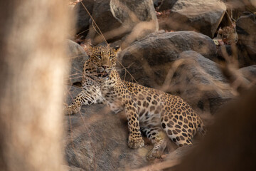 Indian leopard in the nature habitat. Leopard resting on the rock. Wildlife scene with danger...