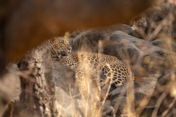 Indian leopard in the nature habitat. Leopard resting on the rock. Wildlife scene with danger...