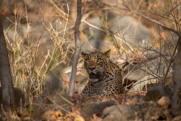 Indian leopard in the nature habitat. Leopard resting on the rock. Wildlife scene with danger...