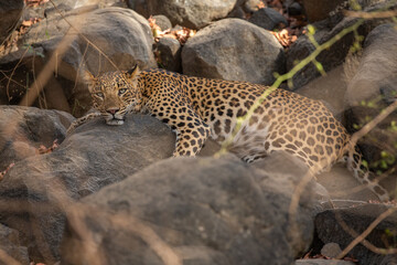 Indian leopard in the nature habitat. Leopard resting on the rock. Wildlife scene with danger animal. Hot summer in Rajasthan, India. Cold rocks with beautiful indian leopard, Panthera pardus fusca