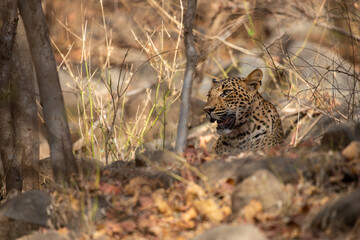 Indian leopard in the nature habitat. Leopard resting on the rock. Wildlife scene with danger...