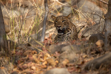 Indian leopard in the nature habitat. Leopard resting on the rock. Wildlife scene with danger animal. Hot summer in Rajasthan, India. Cold rocks with beautiful indian leopard, Panthera pardus fusca