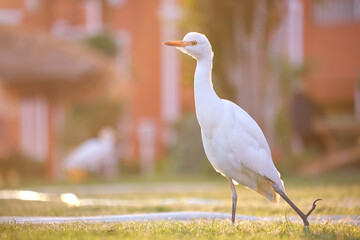 Obraz premium White cattle egret wild bird, also known as Bubulcus ibis walking on green lawn in summer
