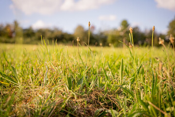 Woodland forest nature with trees, berries, fields, grass, and horses.
