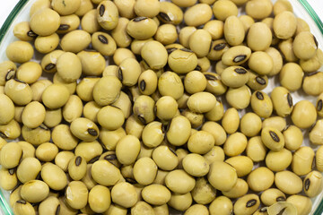 Soy seeds in a petri dish in the lab