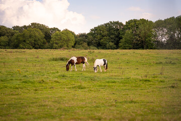 Woodland forest nature with trees, berries, fields, grass, and horses.