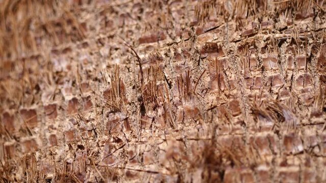 Bright exotic tropical texture of palm tree in the jungle forest equatorial climate. Slow motion 4k video Background