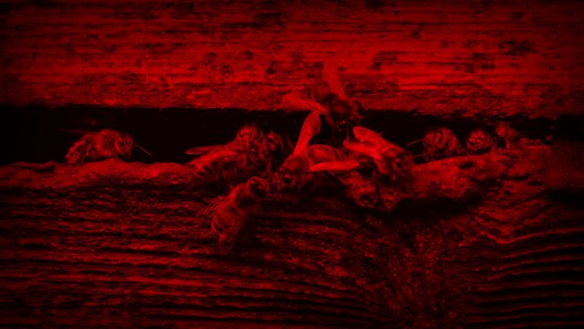 Bees At Hive - Endangered Colony Collapse Red Color