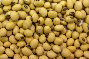Soy seeds in a petri dish in the lab