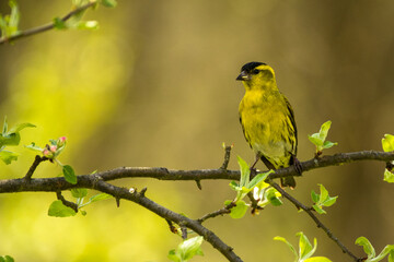 Eurasian Siskin (Spinus spinus, Carduelis spinus)