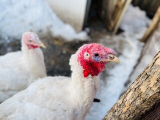 Turkeys on snowy ground on farm. From above white turkeys standing on cold snowy ground in enclosure on winter day on farm