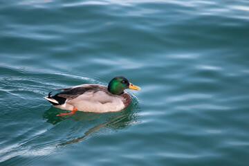 Swimming mallard duck