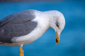 Seagull bird on a fort