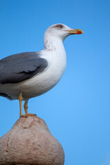 Seagull bird on a fort