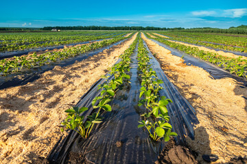 Strawberry plantation under mulch foil and with drip irrigation. Plants growing under black plastic...