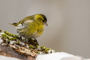 Eurasian Siskin (Spinus spinus, Carduelis spinus)