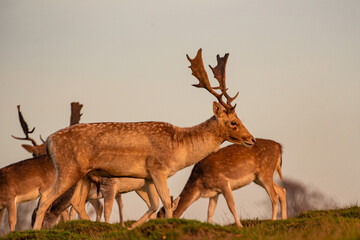 Wild deer and stag in field Knole Park, London, England.