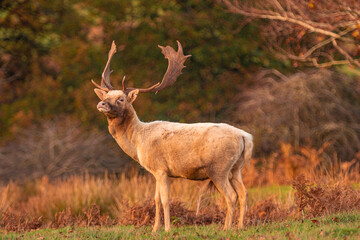 Naklejka na ściany i meble Wild deer and stag in field Knole Park, London, England.