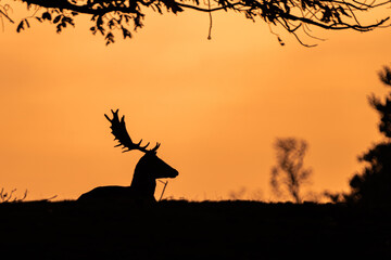 Wild deer and stag in field Knole Park, London, England.