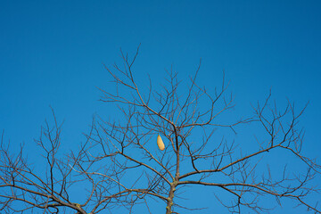Winter tree branches with one leaf against blue sky, last leaf on tree brunch