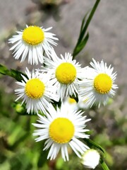 Obraz premium The Daisies
