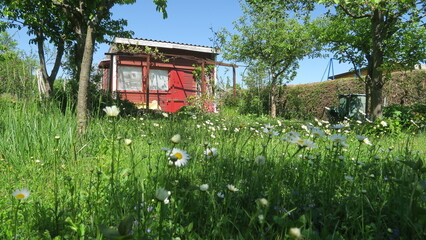kleingarten mit roter laube und margeriten 