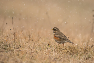 The Redwing (Turdus iliacus)