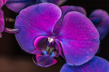 Allassac (Corrèze, France) - Vue macroscopique d'une orchidée violette
