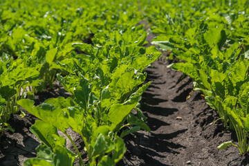 Close-up of young sugar beet plants in converging long rows. Agricultural field.