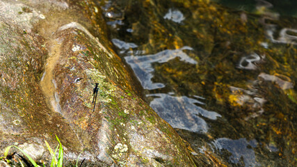 insect on stone
