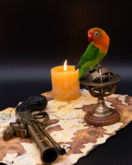 Agapornis fischeri on a pirate map with a candle, atrolabe and a pistol
