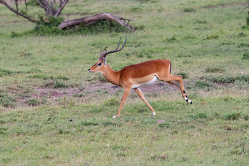 Naklejka na ściany i meble impala in the savannah, Kenya