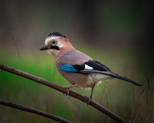 blue jay on a branch