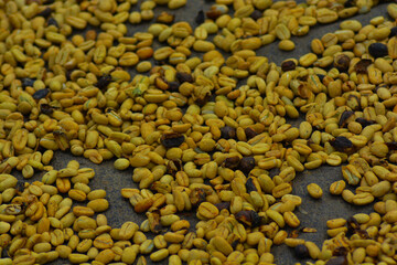 sunflower seeds background