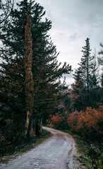 Treetops in a half burned forest during autumn