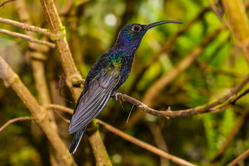 Fototapeta na wymiar Violet Sabrewing Hummingbird (Campylopterus hemileucurus) Perched in Costa Rica