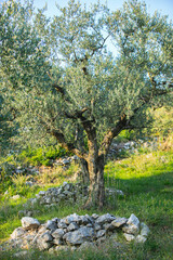 Fototapeta premium Olive tree with green olives from the old trees park