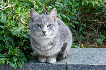 A gray cat looking at the camera. A cute cat is sitting. Selective focus.