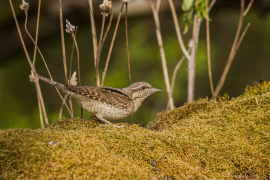 Eurasian wryneck (Jynx torquilla)