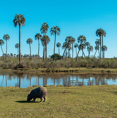 Capybara for getting into the river. with palm trees in the background.
