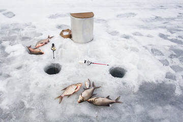 Winter fishing rods next to holes drilled in the ice. A caught fish lies on the ice.
