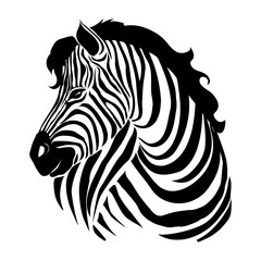 Closeup beautiful potrait Zebra looking at the camera isolated on white background