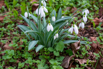Close-up of white snowdrop flowers. Snowdrops are plants that are considered medicinally important. Selective focus.