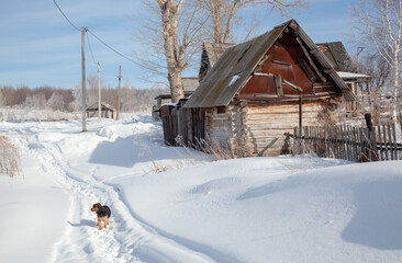 The street of the village is covered with snow. A dog is running along the beaten path.