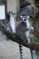 lemuren im zoo